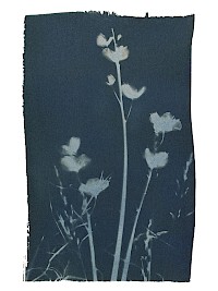 Bluebell