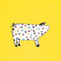 Spotty Pig