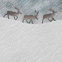 Reindeer in the Snow