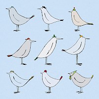 Lesser Hatted Birds