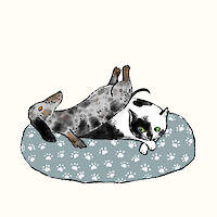 Suitable For Cats and Small Dogs