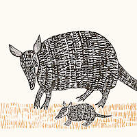 Armadillo And Pup