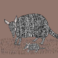 Armadillo And Pup