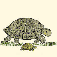 Tortoise And Hatchling